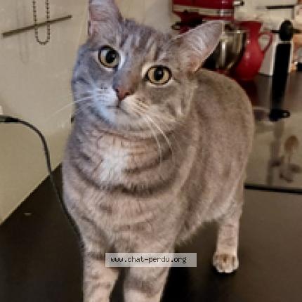 Photo de chat perdu à Firminy