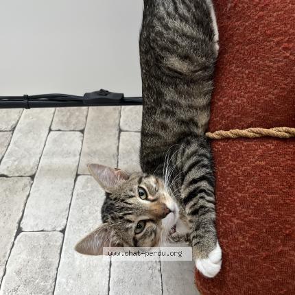 Photo 1/1 Chat retrouvé Trouvé à Wolfisheim