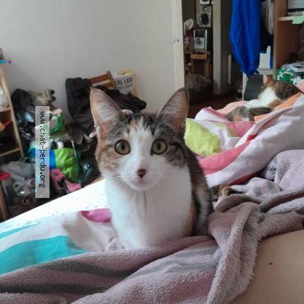 Photo de chat perdu à Valentine