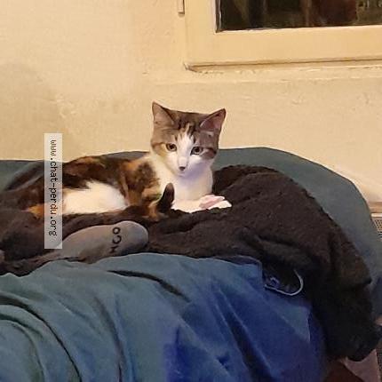 Photo 2/2 Chat retrouvé Perdu à Valentine