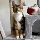 Photo de chat perdu à Velizy Villacoublay