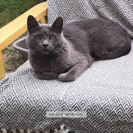 Photo de chat perdu à Colomiers