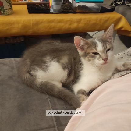Photo 1/1 Chat retrouvé Perdu à Cepoy