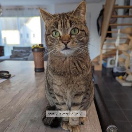 Photo de chat perdu à Embreville