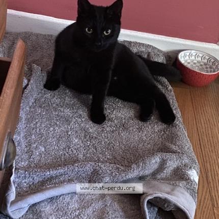Photo de chat trouvé à Bievres