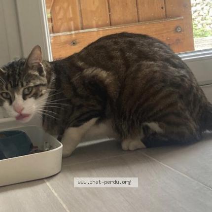 Photo de chat perdu à Sermaise
