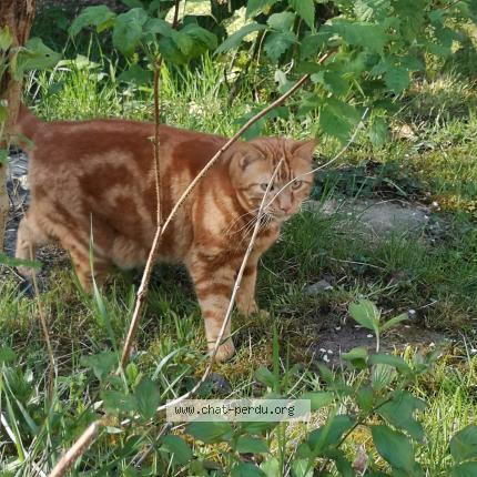 Photo de chat perdu à Tourville Sur Sienne