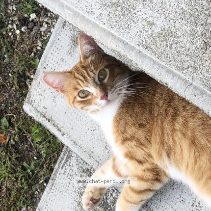 Photo de chat perdu à Saubens