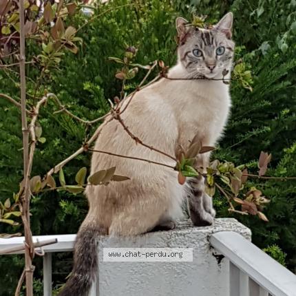 Photo 1/1 Chat retrouvé Perdu à Nantes