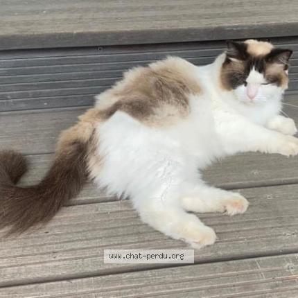 Photo de chat perdu à Pibrac