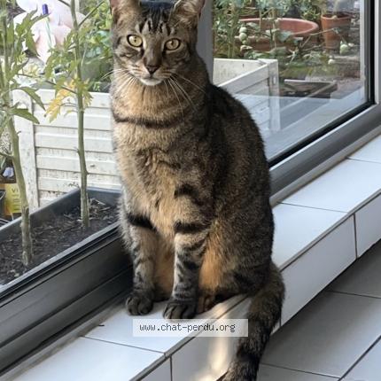Photo de chat perdu à Paris