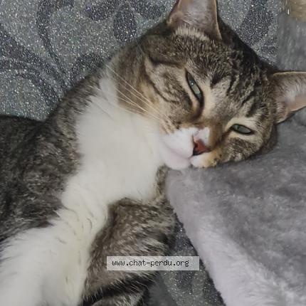 Photo de chat perdu à Montpellier