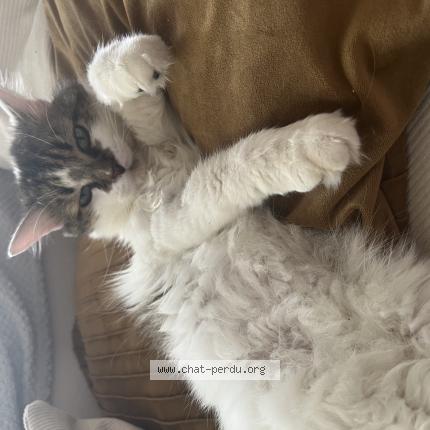 Photo 1/1 Chat retrouvé Perdu à Merignac