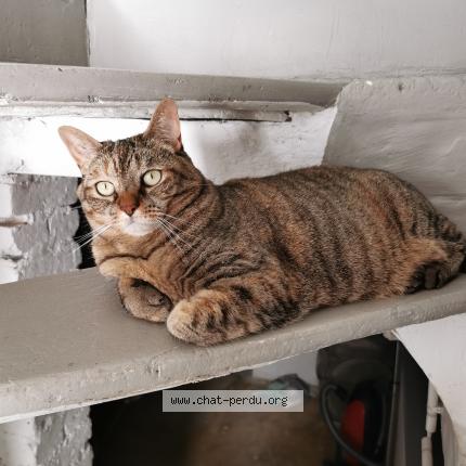 Photo de chat perdu à La Mouille