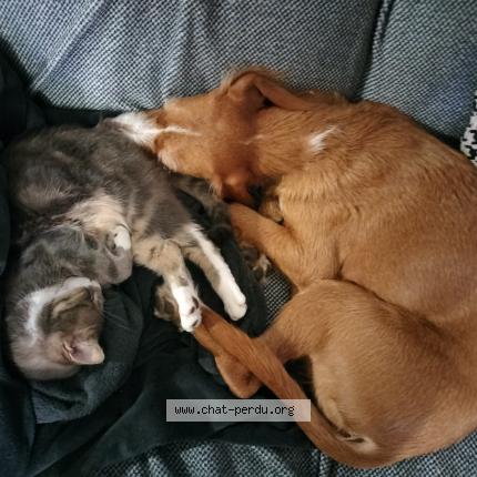 Photo de chat perdu à Saint Amant Tallende