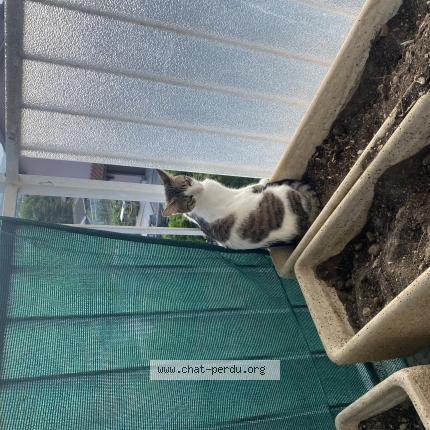 Photo 1/1 Chat retrouvé Perdu à Brindas