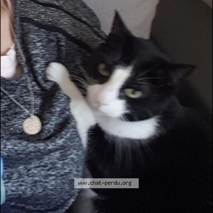 Photo 1/1 Chat retrouvé Perdu à Saint Jean