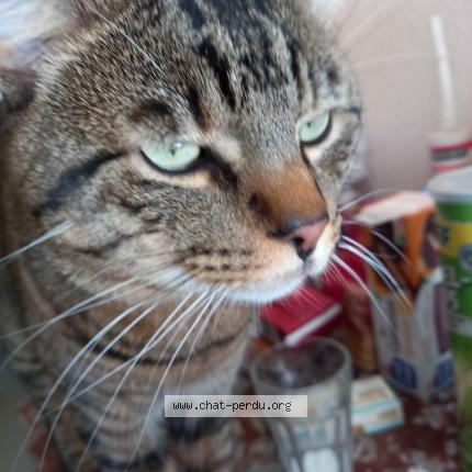 Photo de chat perdu à Mulhouse