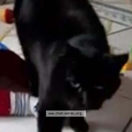 Photo 1/1 Chat retrouvé Perdu à Ruaudin