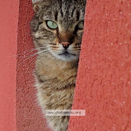 Photo de chat perdu à Pont Scroff