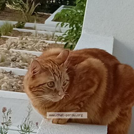 Photo de chat perdu à Montpellier