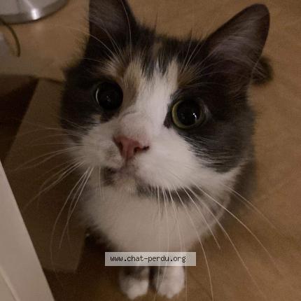 Photo 1/1 Chat retrouvé Perdu à St Genis Laval