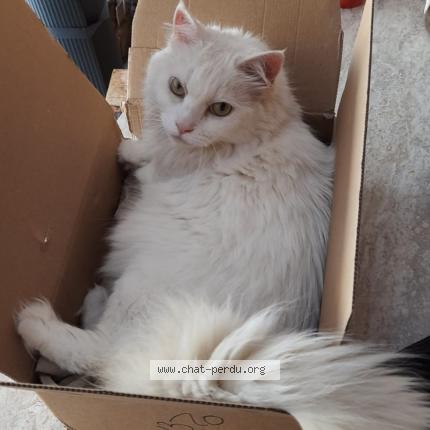 Photo 1/1 Chat retrouvé Perdu à La Ciotat