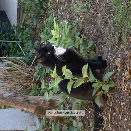 Photo de chat perdu à Bordeaux