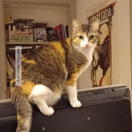 Photo 1/1 Chat retrouvé Perdu à Voreppe