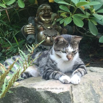 Photo de chat perdu à Saint Jean Bonnefonds