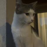 Photo de chat perdu à Les Mureaux