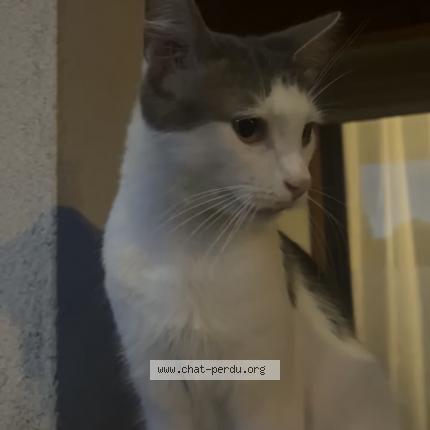 Photo 1/1 Chat retrouvé Perdu à Les mureaux