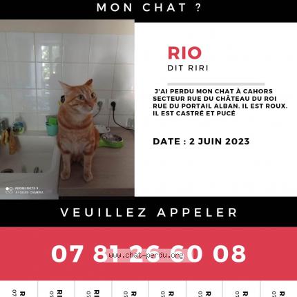 Photo de chat perdu à Cahors