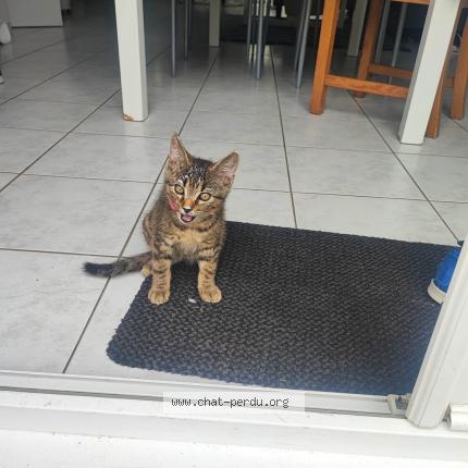 Photo 1/1 Chat retrouvé Perdu à Saint Nazaire