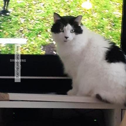 Photo 1/1 Logan Chat perdu à Rillieux la pape