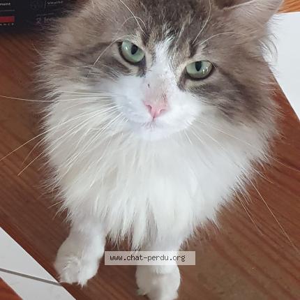 Photo de chat perdu à Torfou