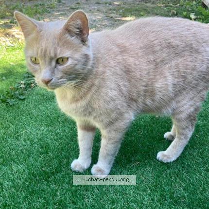Photo de chat perdu à Waziers