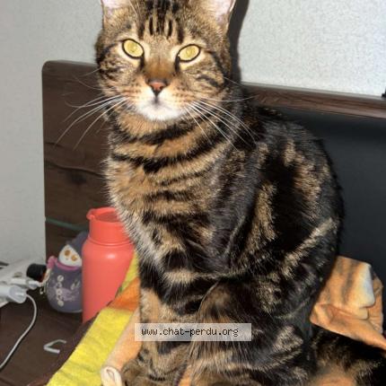 Photo 1/1 Chat retrouvé Perdu à Alzonne