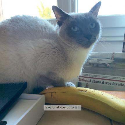 Photo de chat perdu à Strasbourg