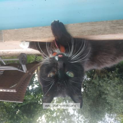 Photo de chat perdu à Toulouse
