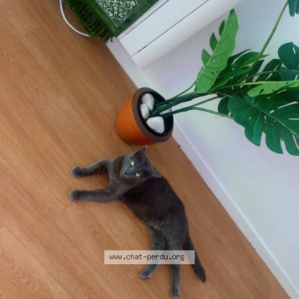 Photo de chat perdu à Paris