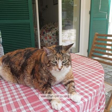 Photo 1/1 Chat retrouvé Perdu à Soulac Sur Mer