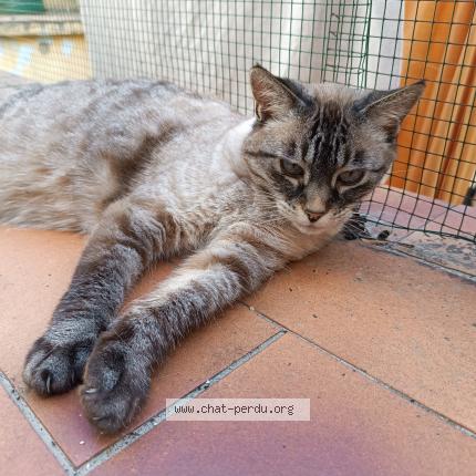 Photo de chat perdu à Bordeaux