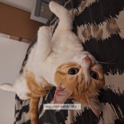 Photo de chat perdu à Vic Le Comte