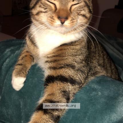 Photo de chat perdu à Paris