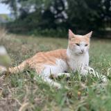 Photo de chat perdu à Saint Bernard