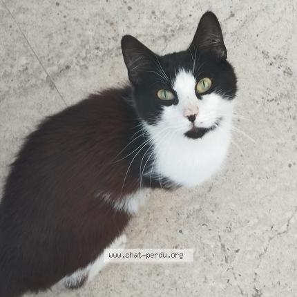 Photo 1/1 Chat retrouvé Trouvé à Verquin
