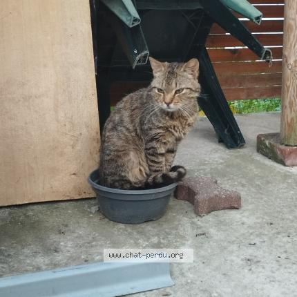 Photo 1/1 Chat retrouvé Trouvé à Verquin