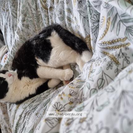 Photo de chat perdu à Villedubert