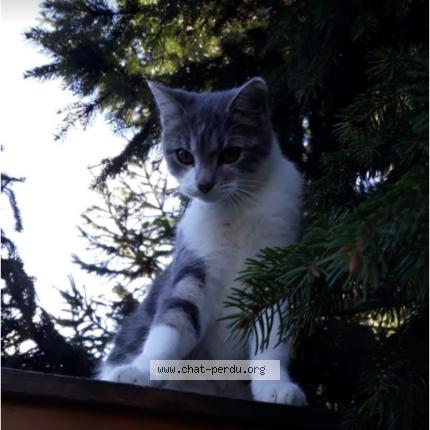 Photo 1/1 Chat retrouvé Perdu à Saint Germain Au Mont D Or